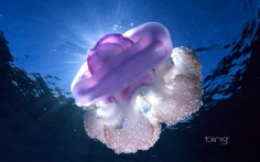 CrownJellyfish1920x12004-26-2011 5_08_38 PM Bing Desktop